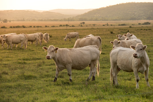 A pasture filled with grass fed cows