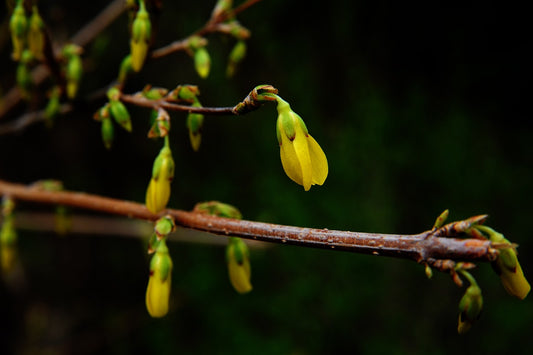 Berberine plant