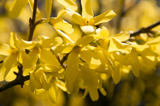 Forsythia