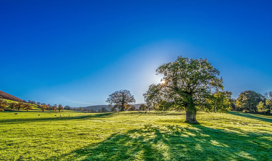 Sun shining over a pasture providing Vitamin D