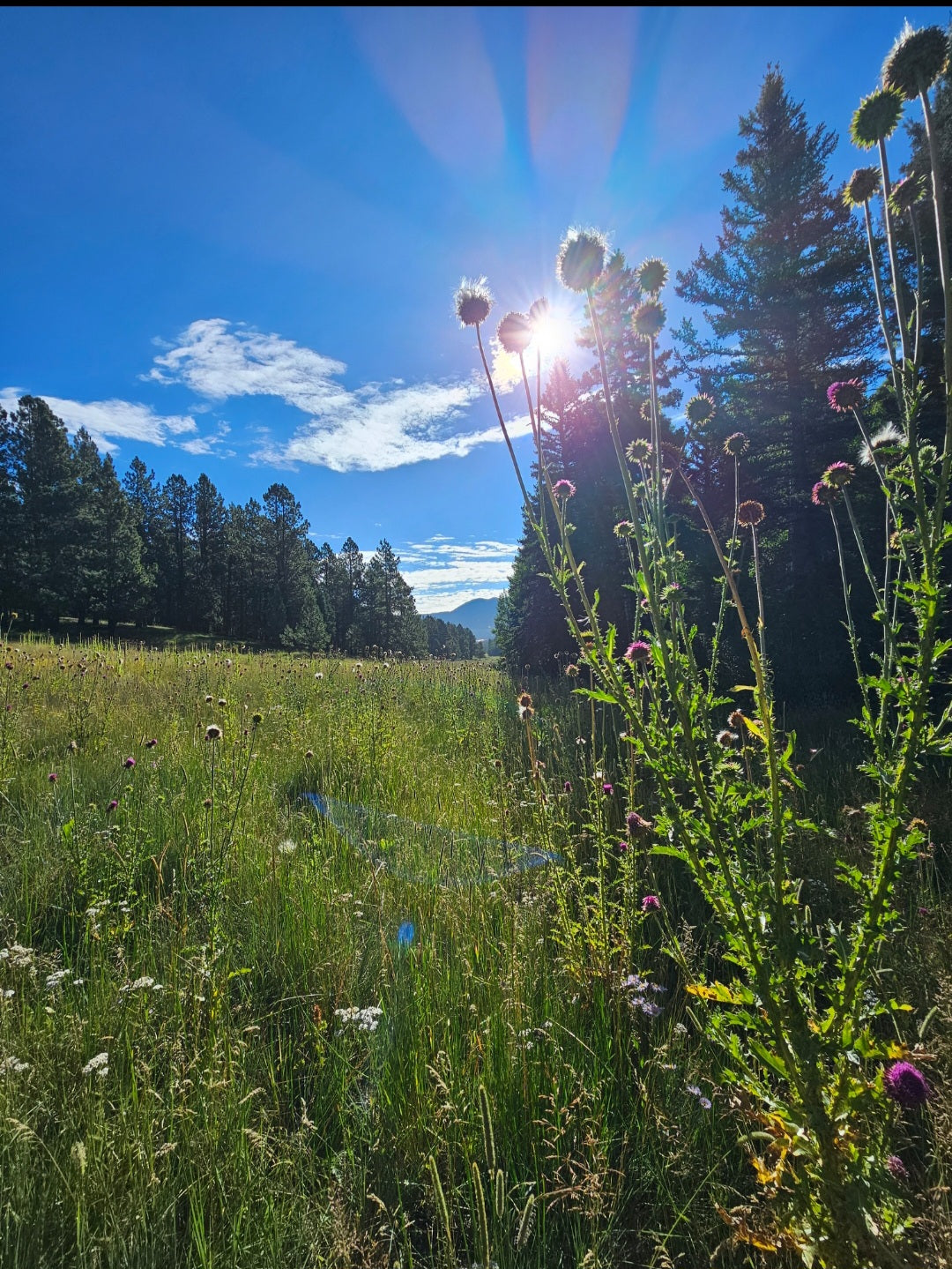 Sugar Season: How Sweet Cravings & Less Sunlight Weaken Your Immune System