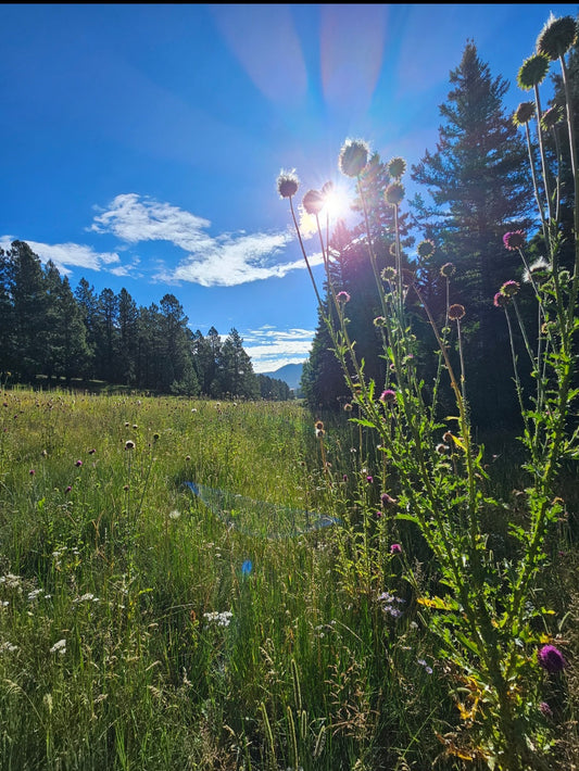 Sugar Season: How Sweet Cravings & Less Sunlight Weaken Your Immune System