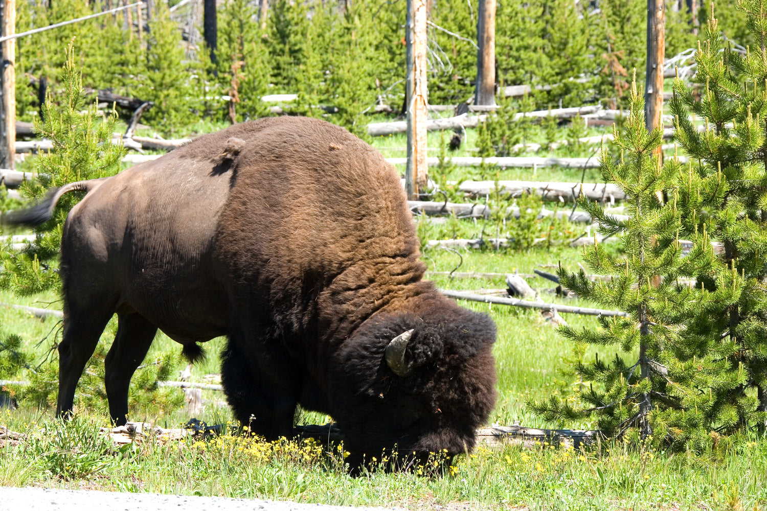 Rich Superfoods You Didnt Know Biology Diagrams