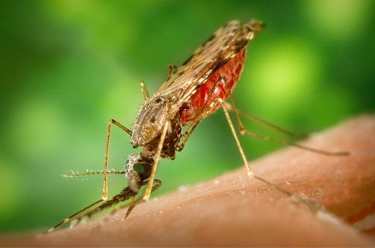 Mosquito biting a human