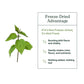 Eclectic Herb Nettle Leaf Powder
