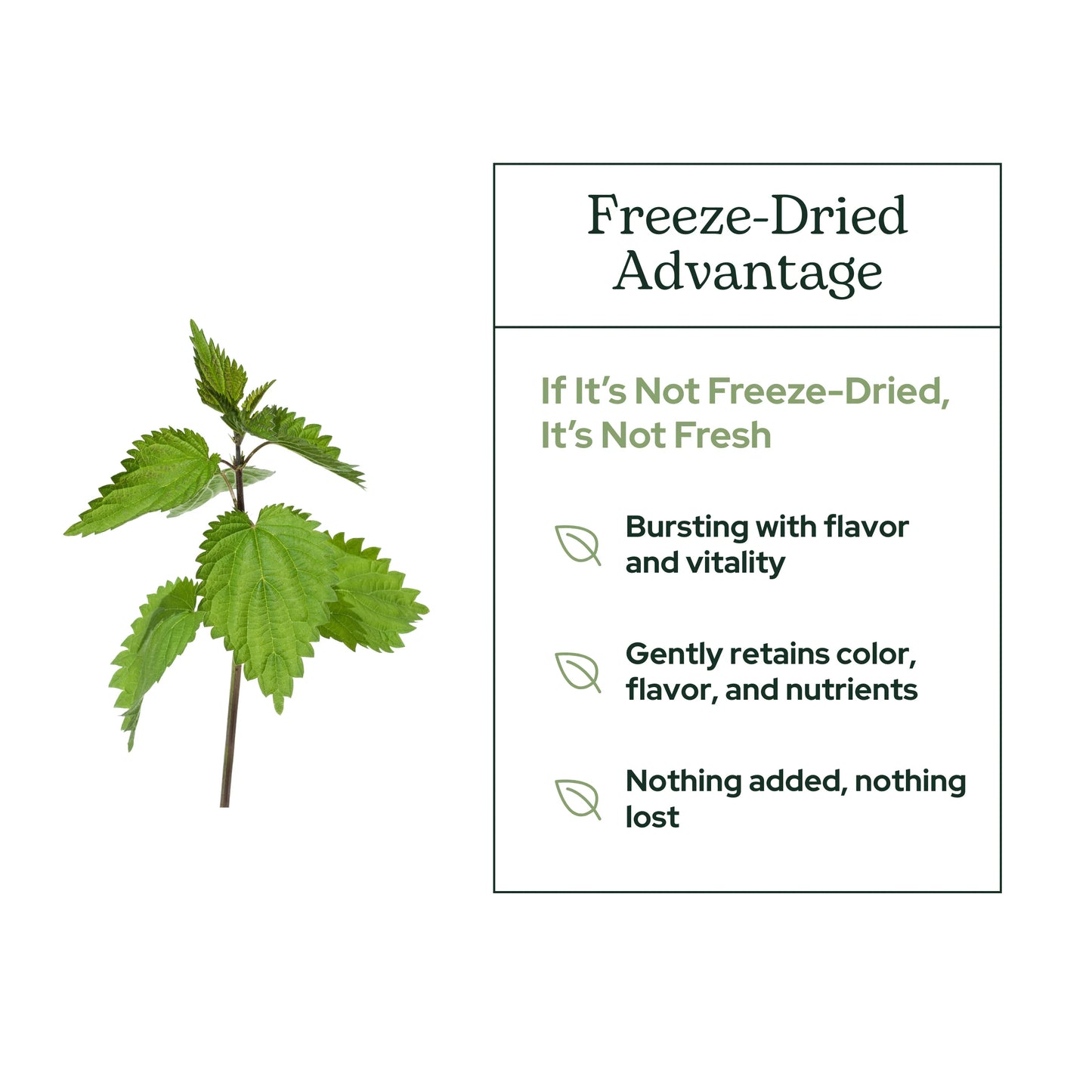 Eclectic Herb Nettle Leaf Powder